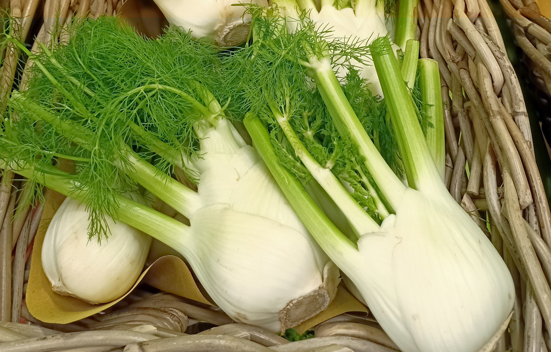 Finocchi coltivati alla Cascina a Cerrione