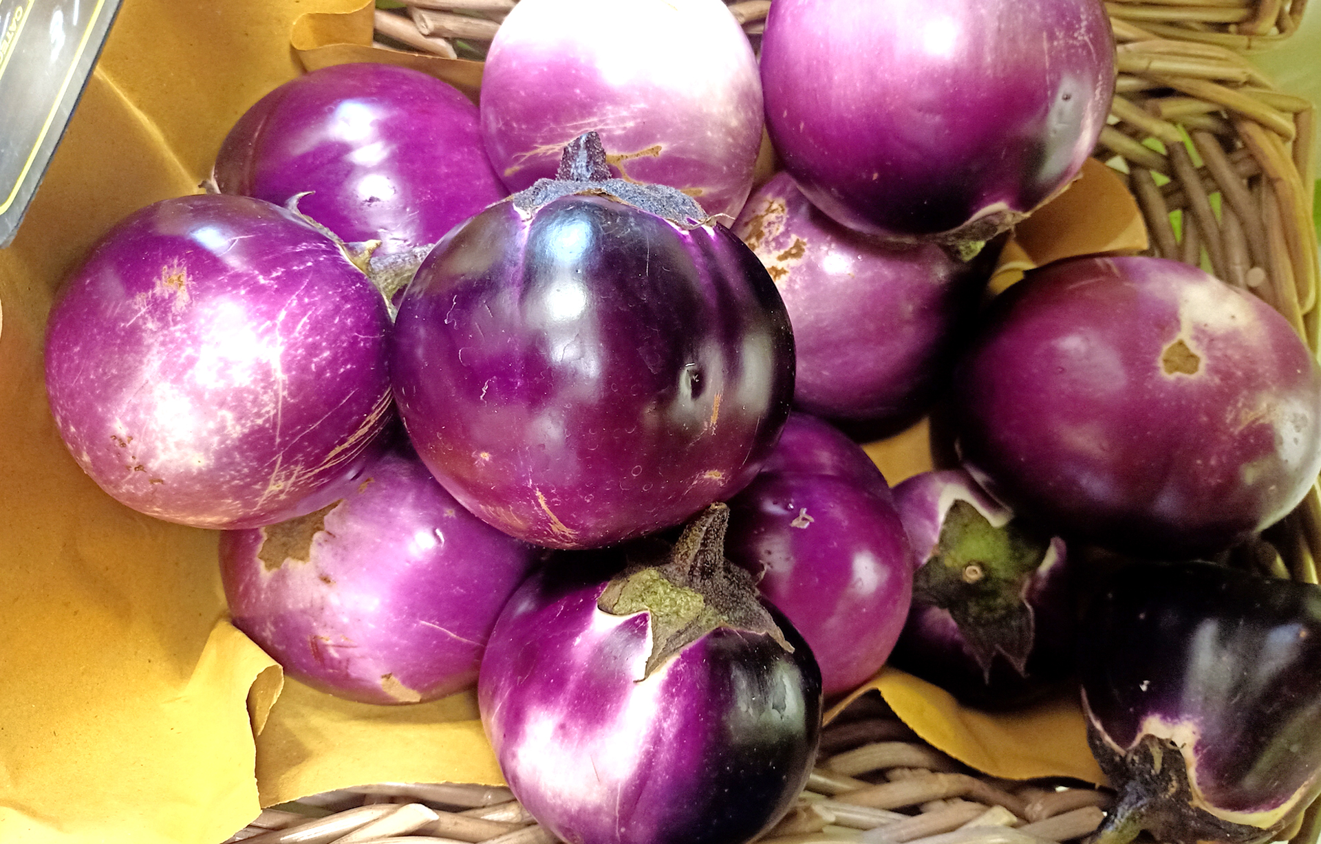 Melanzane coltivate alla Cascina a Cerrione