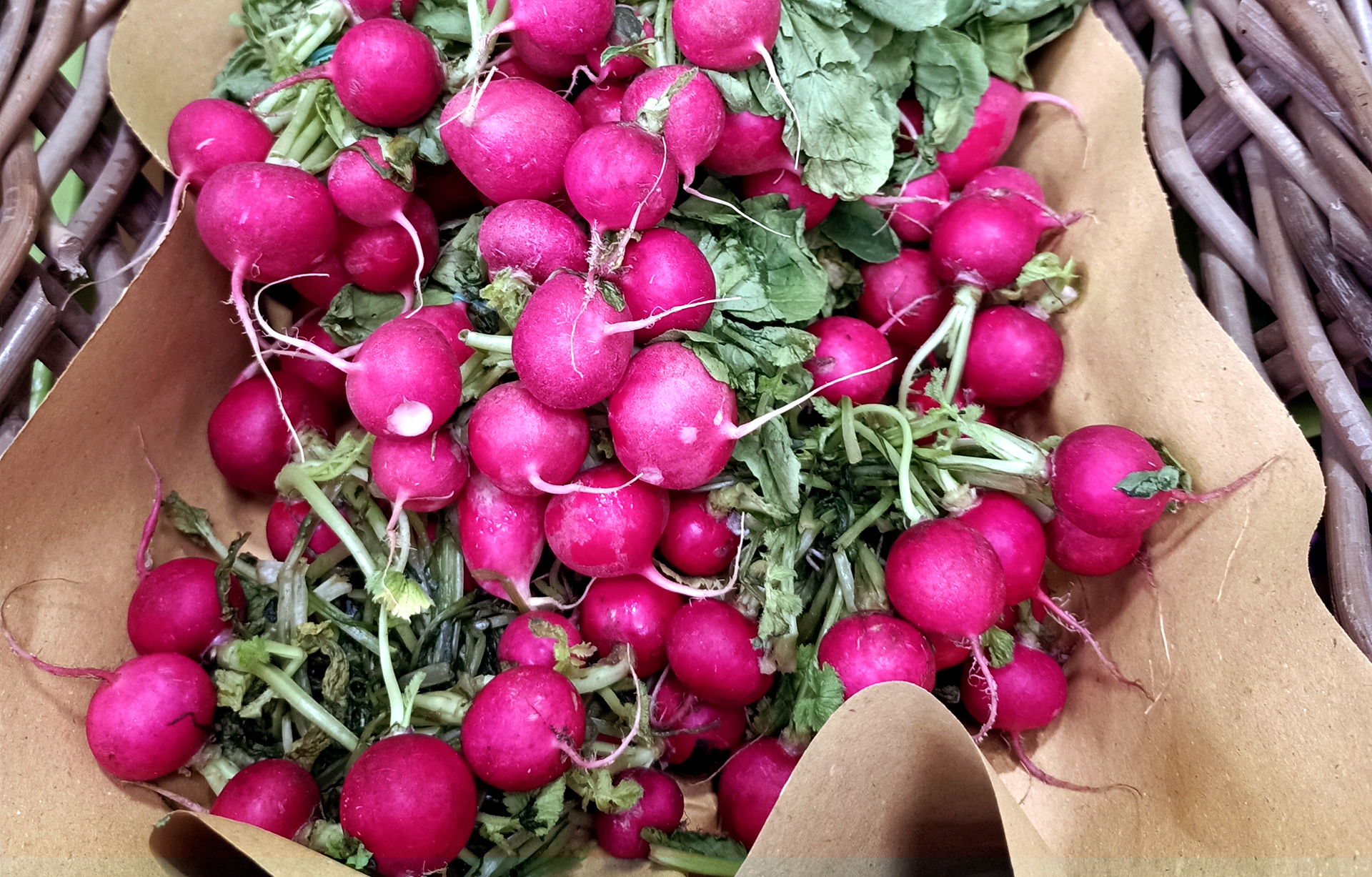 Rapanelli coltivati alla Cascina a Cerrione