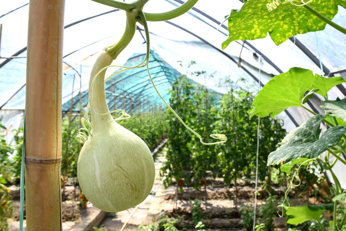 Le coltivazioni alla Cascina a Cerrione